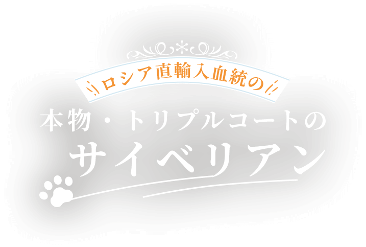 本物・トリプルコートのサイベリアン